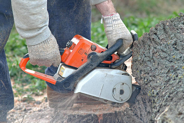 How Our Tree Care Process Works  in  Leupp, AZ