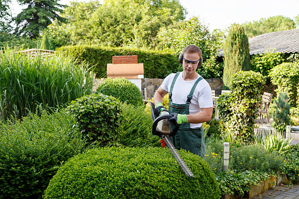 Professional Tree Removal Services in Leupp, AZ